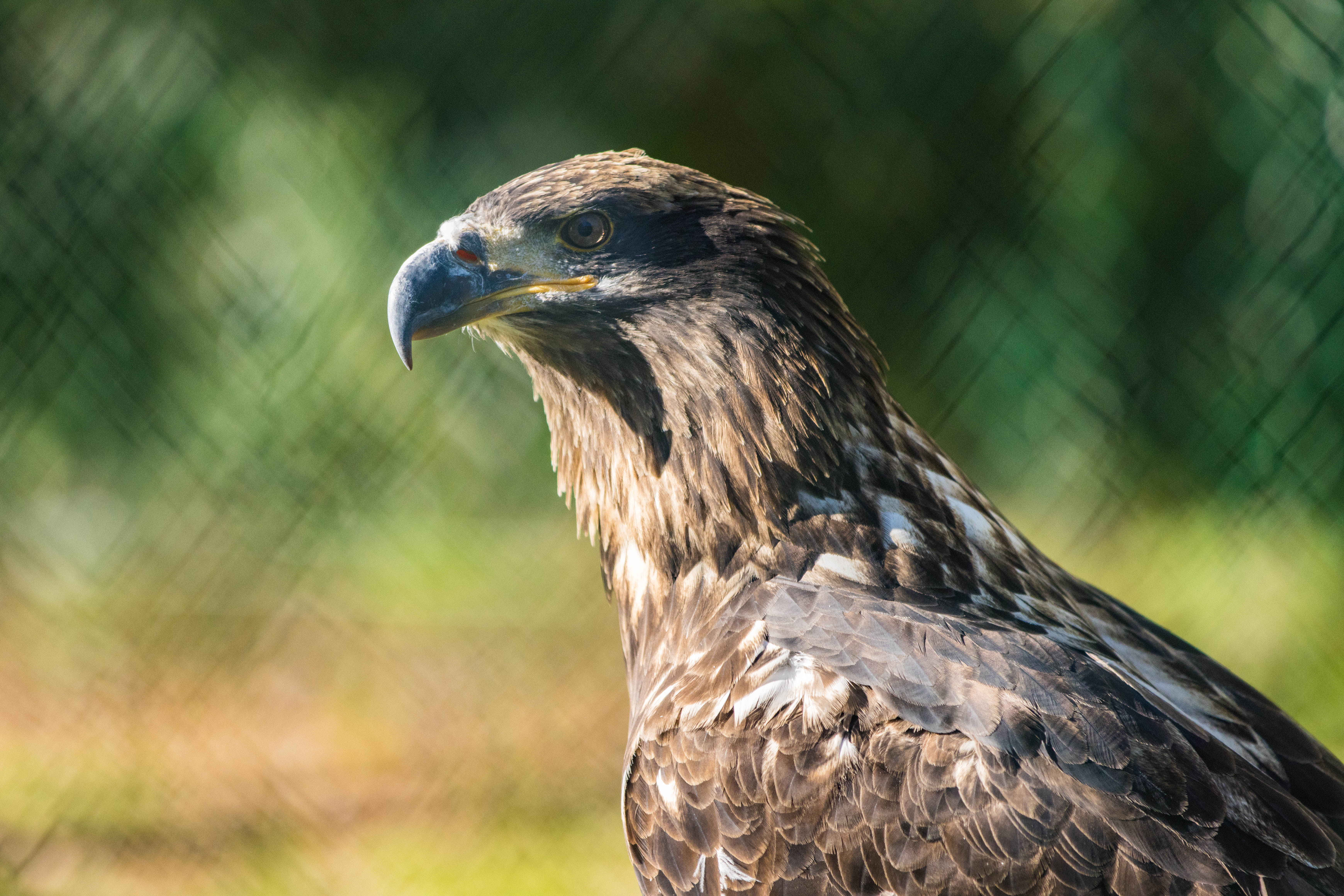 Aigle royal-_MG_9226.jpg